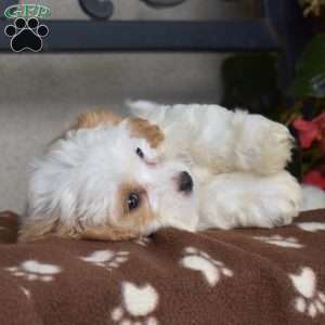 Cinnamon, Cavachon Puppy